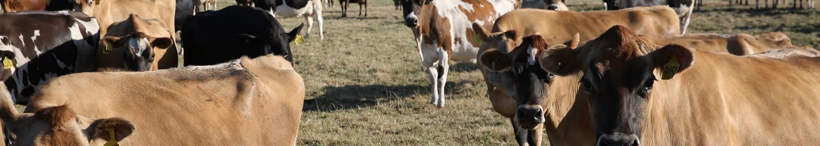 Feed Supplement for cattle